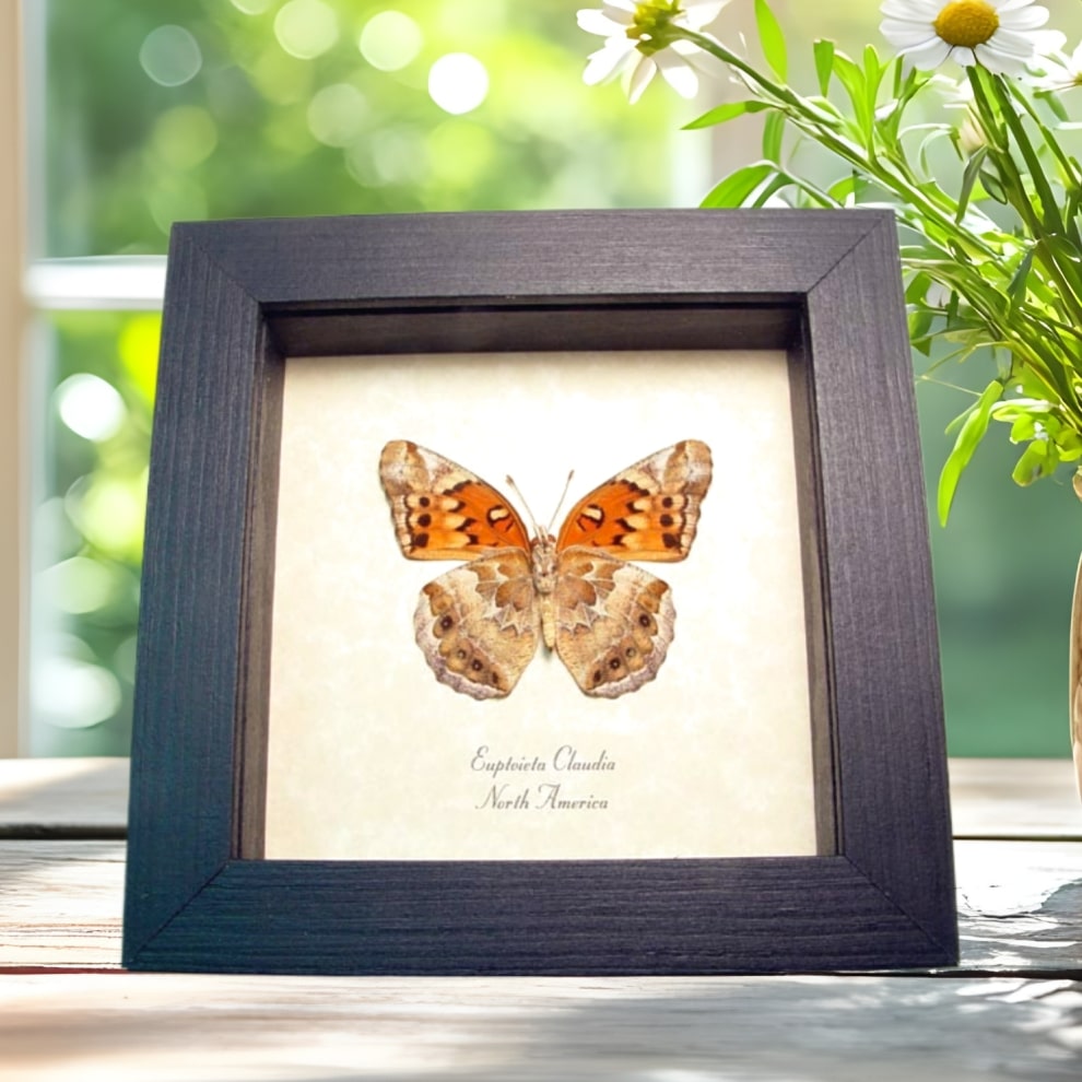 Euptoieta claudia Variegated Fritillary Butterfly Framed Taxidermy Display Euptoieta claudia Variegated Fritillary Butterfly Framed Taxidermy Display