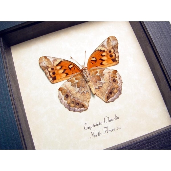 Euptoieta claudia Variegated Fritillary Framed Butterfly Taxidermy Display
