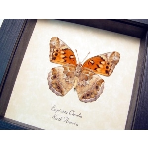 Euptoieta claudia Variegated Fritillary Framed Butterfly Taxidermy Display