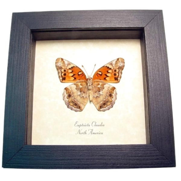Euptoieta claudia Variegated Fritillary Butterfly Framed Taxidermy Display