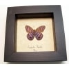 Delicate Purple Butterfly Euptychia Agatha Real Framed Satyridae