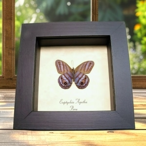 Purple Satyridae Butterfly Euptychia Agatha Real Framed Taxidermy Display