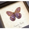 Delicate Purple Butterfly Euptychia Agatha Real Framed Satyridae