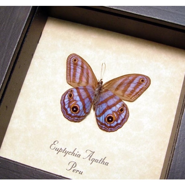 Delicate Purple Butterfly Euptychia Agatha Real Framed Satyridae