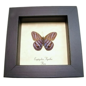 Purple Satyridae Butterfly Euptychia Agatha Real Framed Taxidermy Display