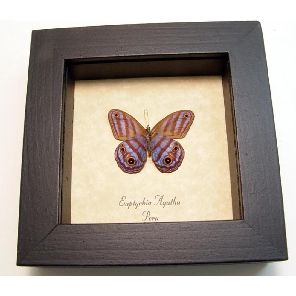 Delicate Purple Butterfly Euptychia Agatha Real Framed Satyridae
