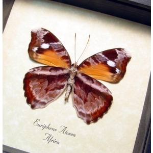 Euriphene atossa verso Framed African Butterfly Taxidermy Display