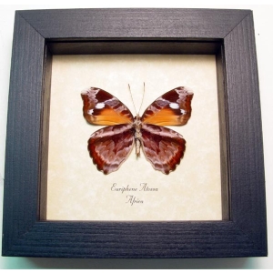 Euriphene atossa verso Framed African Butterfly Taxidermy Display
