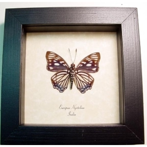 Euripus nyctelius Painted Courtesan Butterfly Framed Taxidermy Display
