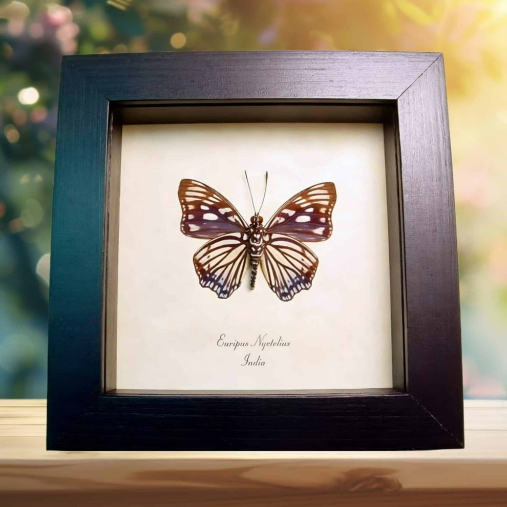 Euripus nyctelius Painted Courtesan Butterfly Framed Taxidermy Display