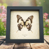 Lavender Swallowtail Butterfly Eurytides Dolicaon Verso Framed Taxidermy Display