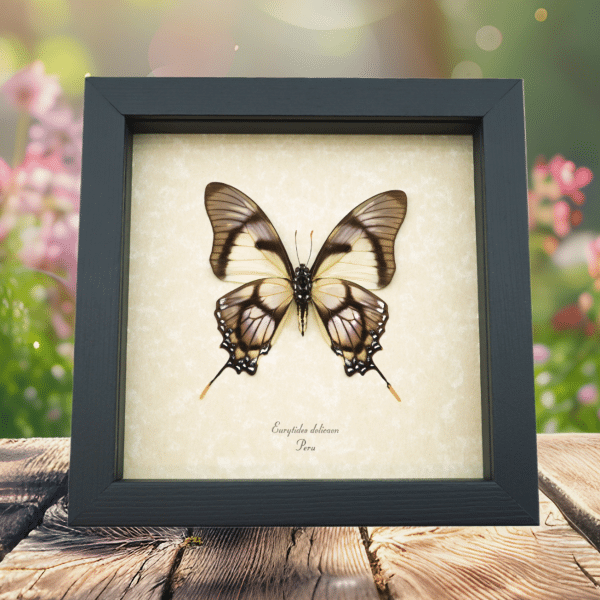 Lavender Swallowtail Butterfly Eurytides Dolicaon Verso Framed Taxidermy Display