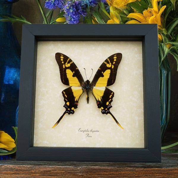 Yellow Swordtail Swallowtail Butterfly Eurytides thyastes Framed Taxidermy Display