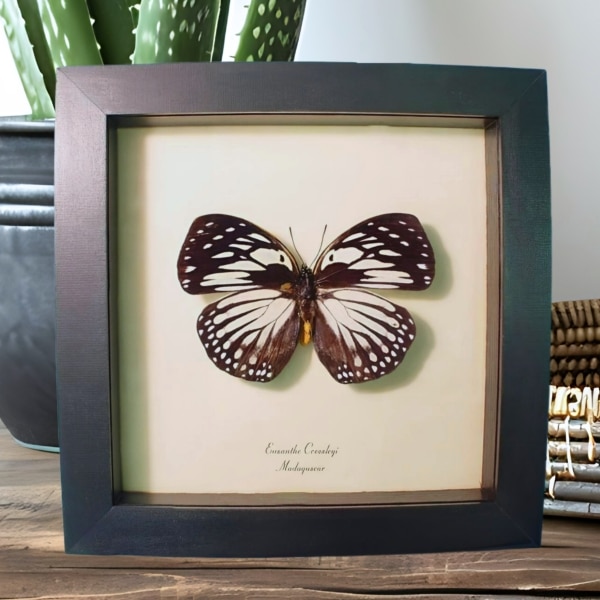 Euxanthe crossleyi Forest Queen Butterfly Framed Taxidermy Display