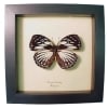 Euxanthe crossleyi Forest Queen Butterfly Framed Taxidermy Display