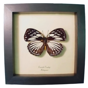 Euxanthe crossleyi Forest Queen Butterfly Framed Taxidermy Display