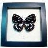 Euxanthe eurinome Common Forest Queen Butterfly Framed Taxidermy Display