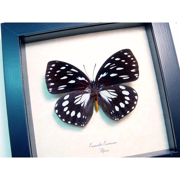 Euxanthe eurinome Common Forest Queen Butterfly Framed Taxidermy Display