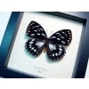 Euxanthe eurinome Common Forest Queen Butterfly Framed Taxidermy Display