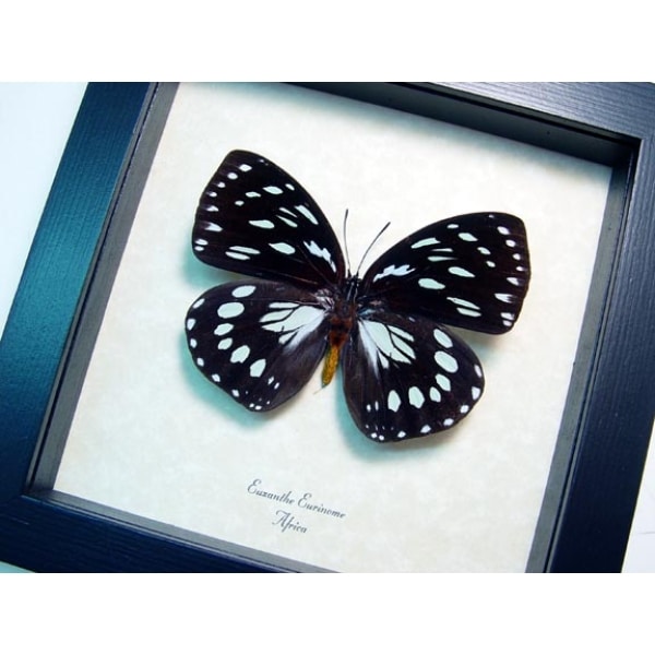 Euxanthe eurinome Common Forest Queen Butterfly Framed Taxidermy Display