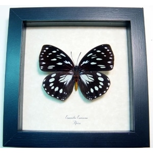 Euxanthe eurinome Common Forest Queen Butterfly Framed Taxidermy Display