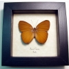Faunis canens Common Faun Brown Butterfly Framed Taxidermy Display