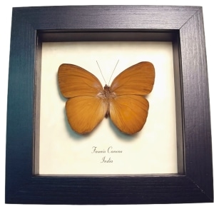 Common Faun Brown Butterfly Faunis canens Framed Taxidermy Display