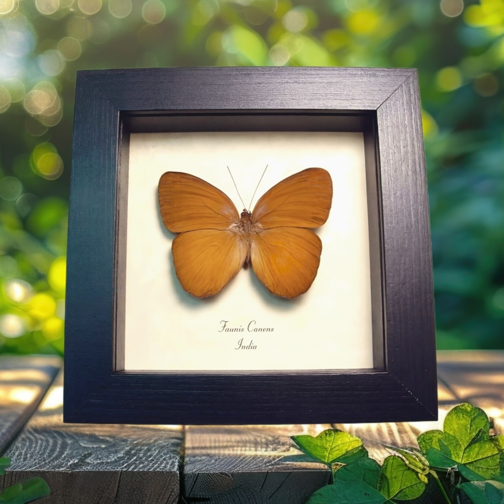 Common Faun Brown Butterfly Faunis canens Framed Taxidermy Display