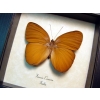 Faunis canens Common Faun Brown Butterfly Framed Taxidermy Display
