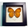 Faunis menados Brown Golden Faun Butterfly Framed Taxidermy Display