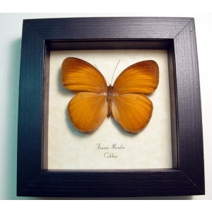 Faunis menados Brown Golden Faun Butterfly Framed Taxidermy Display