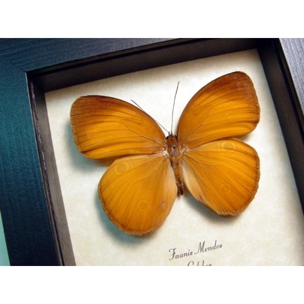 Faunis menados Brown Golden Faun Butterfly Framed Taxidermy Display
