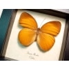Faunis menados Brown Golden Faun Butterfly Framed Taxidermy Display