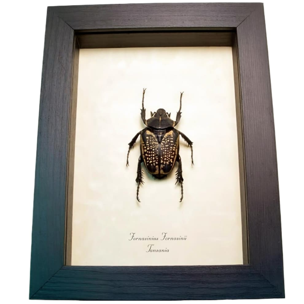 African Flower Beetle Fornasinius fornasinii Female Framed Taxidermy Display
