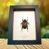 African Flower Beetle Fornasinius fornasinii Female Framed Taxidermy Display