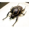 African Flower Beetle Fornasinius fornasinii Male Framed Taxidermy Display