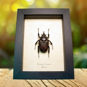African Flower Beetle Fornasinius fornasinii Male Framed Taxidermy Display