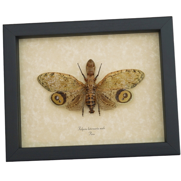 Fulgora laternaria Male Peanut Head Lanternfly Framed Insect Taxidermy Display