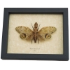 Fulgora laternaria Male Peanut Head Lanternfly Framed Insect Taxidermy Display