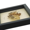 Fulgora laternaria Male Peanut Head Lanternfly Framed Insect Taxidermy Display