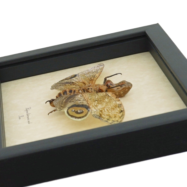 Fulgora laternaria Male Peanut Head Lanternfly Framed Insect Taxidermy Display