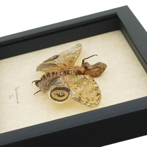 Fulgora laternaria Male Peanut Head Lanternfly Framed Insect Taxidermy Display