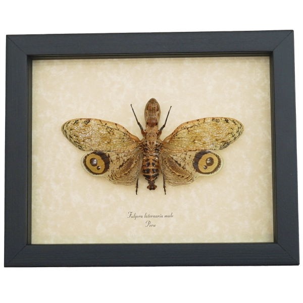 Fulgora laternaria Male Peanut Head Lanternfly Framed Insect Taxidermy Display