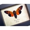 Gaeana festiva Orange Cicada Framed Insect Taxidermy Display