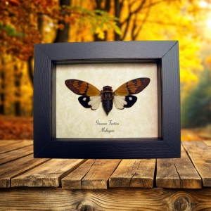 Gaeana festiva White Cicada Framed Insect Taxidermy Display