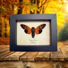 Gaeana festiva Orange Cicada Framed Insect Taxidermy Display