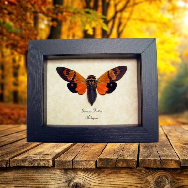 Gaeana festiva Orange Cicada Framed Insect Taxidermy Display
