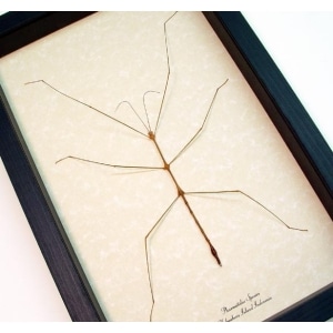 Framed Ghost stick Insect Phasmatidae Framed Taxidermy