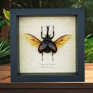 Real Framed Rhino Beetle Xylotrupes gideon Framed Insect Taxidermy Display