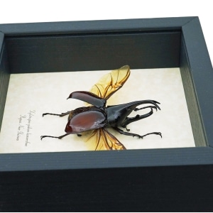 Real Framed Rhino Beetle Xylotrupes gideon Framed Insect Taxidermy Display